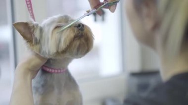 Kadın damat özel giyim profesyonel damat makası yorkshire terrier yün makas ile namlu üzerinde içinde. Çok güzel şık köpek Kuaför Pet. Evde beslenen hayvan damat salon.