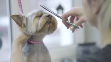Evde beslenen hayvan damat salon tımar makas ile yorkshire terrier köpek saç keser. Çok güzel şık köpek Kuaför Pet. Evde beslenen hayvan damat salon.