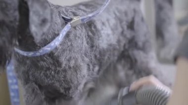 Damat köpek blowdryer kullanarak. Evde beslenen hayvan damat salonu. Küçük bir köpek içinde evde beslenen hayvan damat, Kuaför salon köpekler için damat.