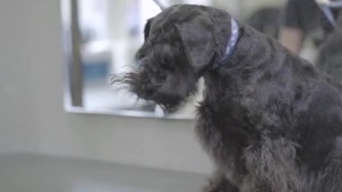 Sevimli köpek Pet salon damat yaka üstünde. Evde beslenen hayvan kaygı. Sevimli köpek Kuaför Pet.