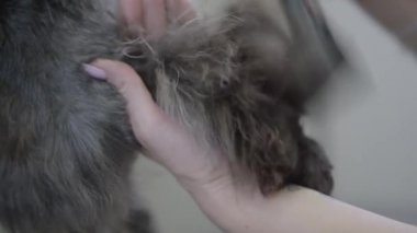 Genç profesyonel evde beslenen hayvan damat köpek pençe saç yıkandıktan sonra kurur. Ağır çekim. Yakın çekim.