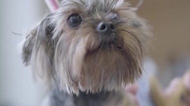 Küçük bir köpek içinde evde beslenen hayvan damat, Kuaför salon köpekler için bakım. Islak köpek fırçayla damat. Evde beslenen hayvan damat salon.