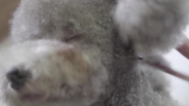 Hábil pet groomer fazendo para fofo pequeno corte de cabelo cão bonito com tesoura no focinho. Movimento lento — Vídeo de Stock