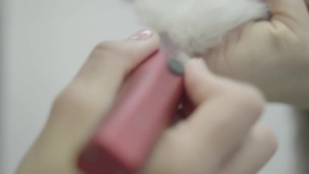 Жінка-грумер піклується про волосся собак на лапі, тримаючи його в руці. Елемент догляду. Крупним планом чарівна тварина отримує зачіску в салоні. Перукарня для собак — стокове відео