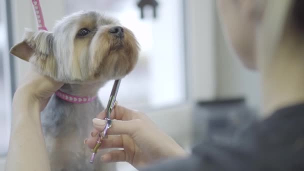Sällskapsdjur groomer skär yorkshire terrier hundhår med sax i grooming salon. Professionell djur frisyr och styling på veterinärkliniken. Bedårande snygg hund i frisör sällskapsdjur. Sällskapsdjur grooming salon. — Stockvideo