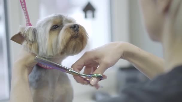 Joven peluquero profesional para mascotas haciendo un lindo corte de pelo de perro esponjoso con tijeras en el hocico. Adorable perro elegante en peluquería mascota. Salón de peluquería de mascotas. Movimiento lento — Vídeo de stock
