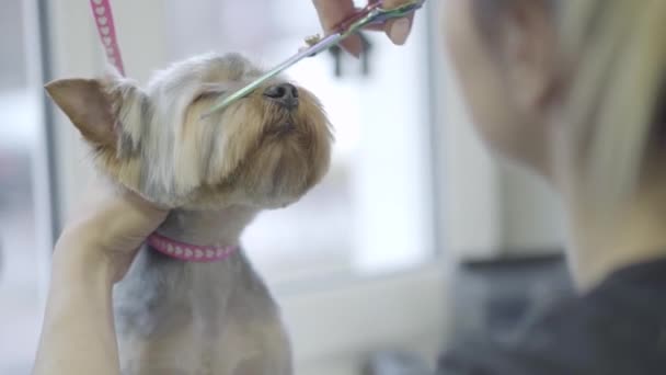 Női igényes, különleges ruhát profi igényes olló yorkshire terrier gyapjúval pofáját ollóval. Imádnivaló elegáns kutya, kisállat fodrászat. Kisállat ápolás fogadószoba. — Stock videók