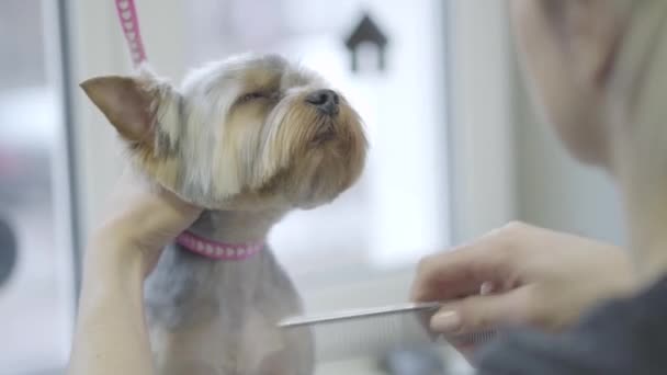 Mujer peluquero profesional para perros viste una banda elástica en la cabeza de los perros haciendo colas. Adorable perro elegante en peluquería mascota. Salón de aseo de mascotas . — Vídeos de Stock