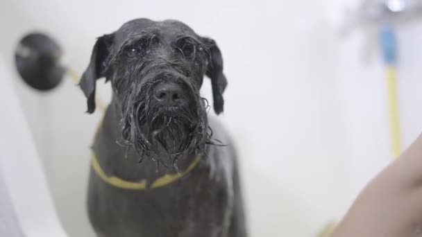 Joven peluquero profesional de mascotas lavando el cuerpo de los perros grandes negros con champú mientras que la mascota es agradable y obediente. Adorable perro en peluquería. Salón de aseo de mascotas . — Vídeos de Stock