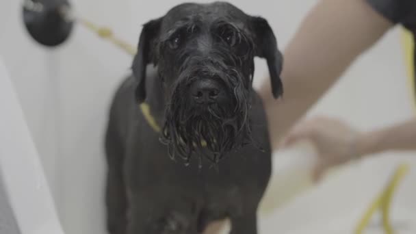 Adorable perro en peluquería. Salón de peluquería de mascotas. peluquero profesional de mascotas lavado negro cuerpo de perros grandes con champú mientras que la mascota es agradable y obediente — Vídeo de stock