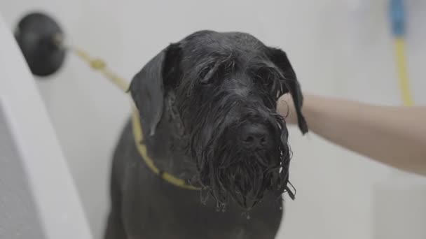 Cane adorabile in bagno. Lavare il cane. La ragazza bagna il simpatico animaletto in bagno. Ritratto di un simpatico cane bagnato . — Video Stock