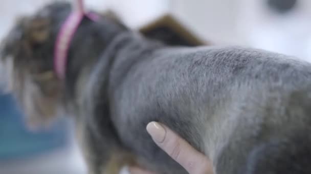 ペットのトリマーの手ゲレンデ サロンでブラシで背中に灰色の犬の毛をブラッシング。動物プロのヘアカットとスタイリング。手入れをすることの芸術 — ストック動画