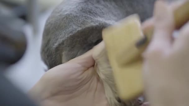 Groomer med pensel på hund. Sällskapsdjur grooming salon. Grooming en liten hund i husdjursvård, frisörverksamhet salon för hundar. — Stockvideo