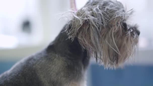Yorkshire Terrier no salão de pet grooming. Cuidados com animais. Cão adorável em animal de estimação barbeiro. Salão de beleza Pet grooming . — Vídeo de Stock