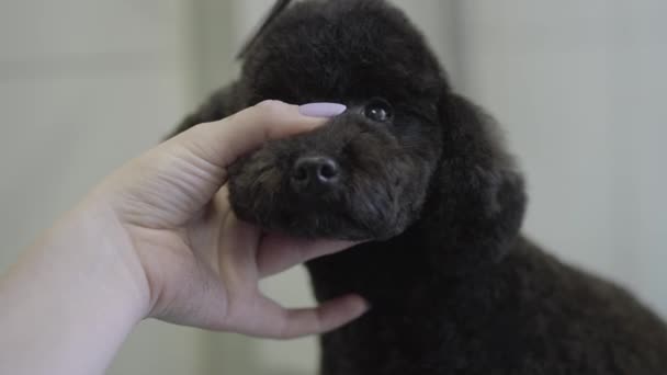 Young professional pet groomer making to fluffy little cute dog haircut with scissors starting with hair on the head. Adorable dog in barber pet. Pet grooming salon. — Stock Video