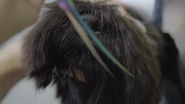 Close up groomer corta o cabelo no focinho um pequeno cão bonito com tesoura. Cão adorável em animal de estimação barbeiro. Salão de beleza Pet grooming . — Vídeo de Stock