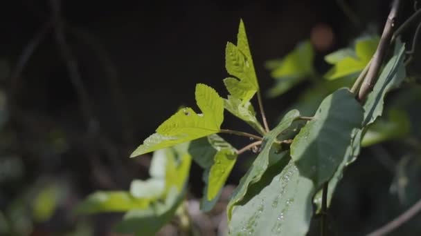 Close-up uitzicht op prachtige groene bladeren gieten met water, druppels schijnen op het zonlicht. Verbinding met aard concept. Slow Motion — Stockvideo