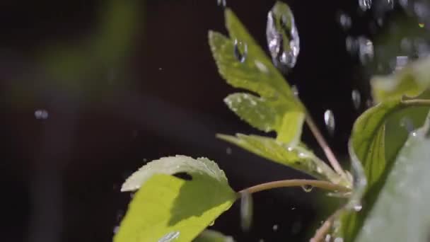 De tuinman gieten zijn planten met behulp van water kan close-up. Onzichtbare boer zorgt voor zijn tuin. Glanzende druppels vallen op de bladeren. Slow Motion — Stockvideo