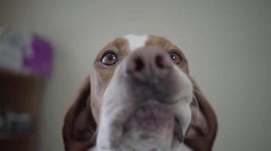 Kamera bakarak kahverengi lekeler ile sevimli işaretçi köpek namlu kapatın. Tür fındık gözleri ile sevimli köpek kendini yalama ve koklama. Veteriner kliniğinde evcil hayvan