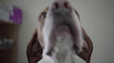 Kamera bakarak kahverengi lekeler ile namlu sevimli işaretçi köpek kapatın. Tür fındık gözleri ile sevimli köpek kendini yalama ve koklama. Veteriner kliniğinde evcil hayvan