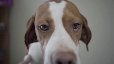 Kamera bakarak kahverengi lekeler ile üzgün işaretçi köpek namlu kapatın. Adam evcil hayvan tür fındık gözlü sevimli köpek el. Veteriner kliniğindeki hayvan
