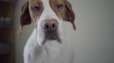 Kamerada bakan kahverengi lekeler ile Portre üzgün işaretçi köpek. Tür fındık gözleri ile sevimli köpek kendini yalama ve koklama. Veteriner kliniğinde evcil hayvan