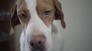 Kameraya bakan kahverengi lekeler ile portre üzgün işaretçi köpek kapatın. Tür fındık gözleri ile sevimli köpek kendini yalama ve koklama. Veteriner kliniğinde evcil hayvan