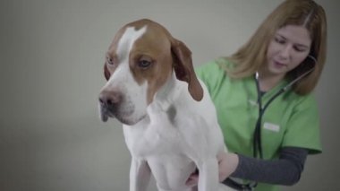 Veteriner kliniğinde Portre İngilizce işaretçi köpek portresi. Veteriner kadın stetoskop ile bir köpek kadar tıbbi bir chack yapmak