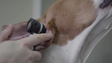 Kahverengi lekeler ile büyük işaretçi köpek kulak inceleyen doktorun yakın elleri. Hayvan veteriner kliniğinde. Evcil hayvan sağlık hizmetleri ve tıbbi konsept.