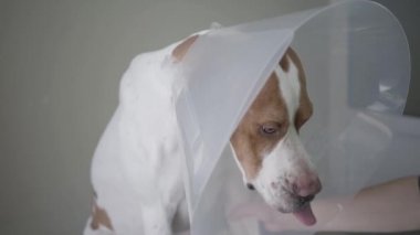 Veteriner yaka kahverengi lekeler ile işaretçi köpek yakın. Hayvan veteriner kliniğinde masada, insan eli köpeğe yiyecek verir ve o yiyor. Evcil hayvan sağlık