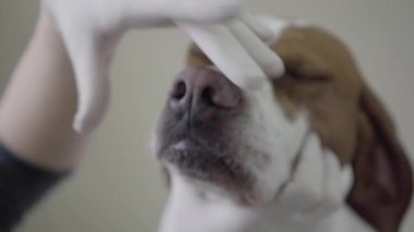 Plastik eldiven veteriner uzman elleri bir hayvan hastanesinde işaretçi köpekler ağız ve diş kontrol. Evcil hayvan sağlık ve tıbbi kavram. Yavaş çekim