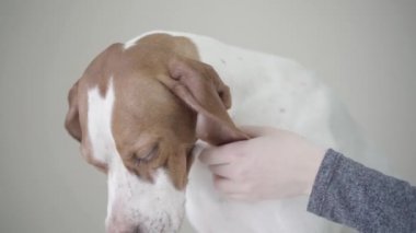 Kahverengi lekeler ile sevimli işaretçi köpek namlu kapatın. Köpek hayvanı okşayan sahibinin eli. Hayvan hastanesinde tür fındık gözlü sevimli köpek. Veteriner kliniğindeki hayvan