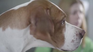 Ön planda kahverengi lekeler ile sevimli işaretçi köpek namlu kapatın. Arka planda yeşil üniformalı kadın veterinerin bulanık figürü. Veteriner kliniğindeki hayvan