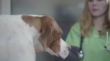 Veteriner kliniğinde İngilizce Pointer köpek portresi. Veteriner kadın stetoskop ile güzel bir köpek kadar tıbbi bir chack yapmak
