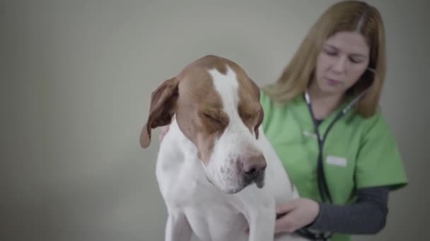 Retrato de perro puntero inglés en clínica veterinaria. Veterinaria mujer hacer un chack médico de un perro con estetoscopio — Vídeos de Stock