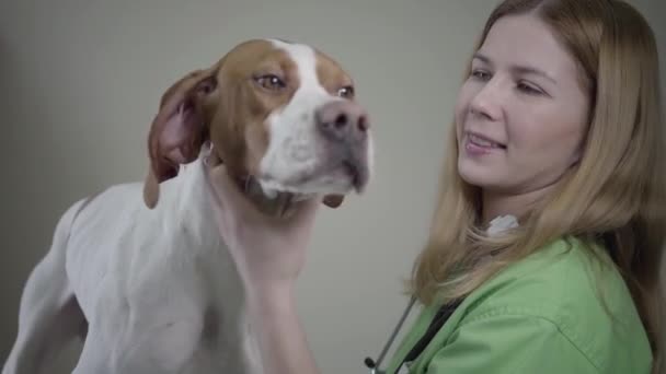 Ung kvinnlig veterinär i grön uniform undersöker halsen på den stora pekaren hund med bruna fläckar. Djuret viftar med svansen på bordet på veterinärkliniken. Djurhälsovård och medicinskt koncept — Stockvideo