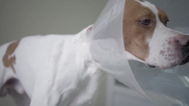 Primer plano de triste perro puntero con manchas marrones en collar veterinario. El animal está sobre la mesa en la clínica veterinaria. Cuidado de mascotas y concepto médico — Vídeo de stock