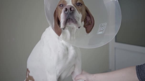 Primer plano de triste perro puntero con manchas marrones en collar veterinario mirando a la cámara. El animal está sobre la mesa en la clínica veterinaria, mano humana sosteniendo la pata del perro. Cuidado de la salud — Vídeos de Stock