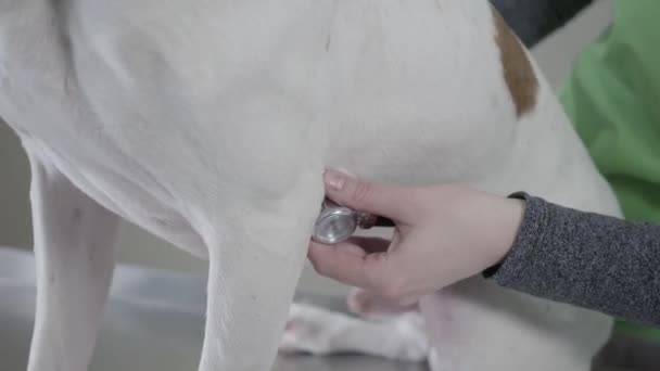 Primer plano de las manos del médico veterinario en uniforme verde examinar perro puntero grande con manchas marrones usando estetoscopio. El animal sobre la mesa en la clínica veterinaria. Cuidado de la salud de mascotas y médicos — Vídeo de stock