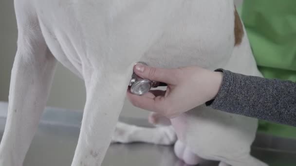 Vrouwen handen met stethoscoop controleren honden maag — Stockvideo