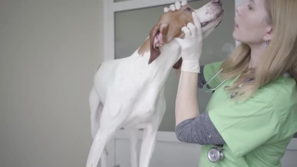 Piękny delikatny pies angielski wskaźnik w klinice weterynarza z kołnierzykiem Elizabethan — Wideo stockowe