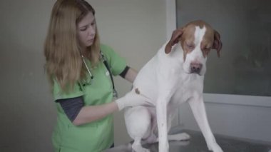 Yeşil üniformalı genç bayan veteriner, büyük sivri köpeğin karnını muayene ediyor, karnını muayene ediyor. Hayvan veteriner kliniğinde masanın üstünde. Hayvan sağlığı ve tıbbi konsept