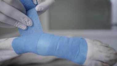 Mavi elastik bandaj ile köpek hastanın veteriner bağlama pençe lastik eldiven ellerini kapatın. Veteriner köpek pençesteril bandaj yerleştirir. Evcil hayvan sağlık hizmetleri ve tıbbi konsept