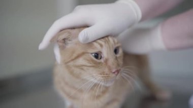 Veteriner kliniğinde zencefil tabby kedi tıbbi tek eldiven veteriner uzmanı tarafından kulakları bir kontrol olan