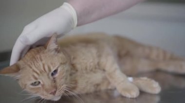 Kauçuk eldiven doktor el yakın operasyon masasında yatan üzgün zencefil kedi petting yakın. Damlalıktan gelen bir iğne hayvanların pençesindedir. Ameliyattan sonra dinlenmiş kedi