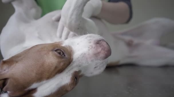 Портрет собаки в ветеринарной клинике лежит на спине. Ветеринар женщина сделать медицинский кусок хорошо себя собака — стоковое видео