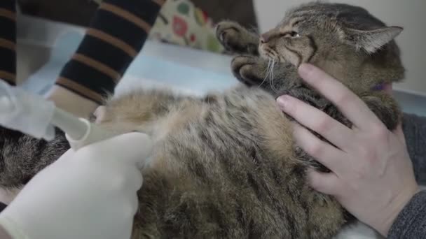 Veteriner ofisinde ultrason taraması yaptıran kızgın kedi yakın çekimde. Veteriner kliniğindeki evcil hayvan. Doktor sahibi evcil hayvan tutun ise kedilerin karın bir ultrason muayenesi yapar — Stok video