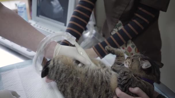 Gato bonito ter uma ultra-sonografia no escritório veterinário de perto. O animal de estimação na clínica veterinária. O médico faz um exame de ultra-som do abdômen gatos enquanto proprietário segurar o animal de estimação — Vídeo de Stock