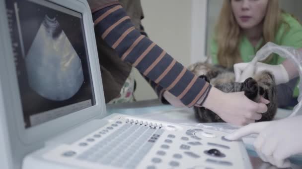 Tiger striped fluffy cat in veterinary clinic, people hold a pet and veterinarian specialist making to a cat ultrasound diagnostic — Stock Video