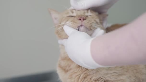 Close-up van de dokter die de ogen van de schattige gehoorzame gember kat vasthoudt en zijn snuit met haar handschoenen houdt. Het dier is in de veterinaire kliniek. Huisdier gezondheidszorg en medisch concept — Stockvideo